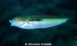 A bocca aperta by Salvatore Ianniello 
